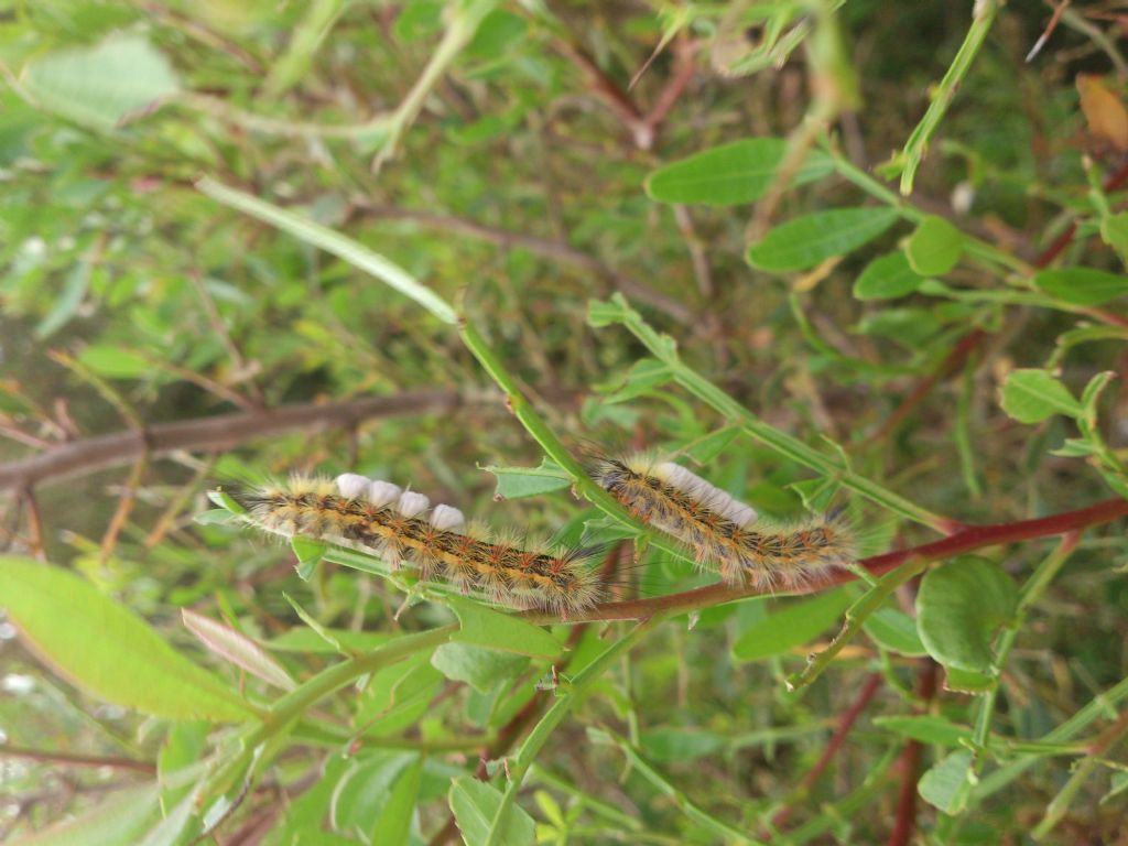 Bruco di lepidottero - Orgyia antiqua